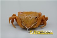 藏品(拉氏清溪蟹)的圖片